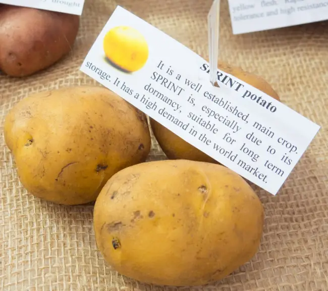 Посадка картофеля под зиму — описание и особенности